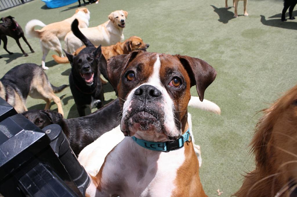 Pictures for Petropolis in Chesterfield, MO 63005 Dog Grooming